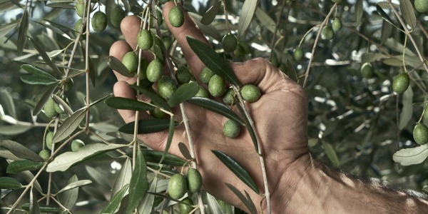 The Secrets of Extra Virgin Olive Oil: guide for dummies.