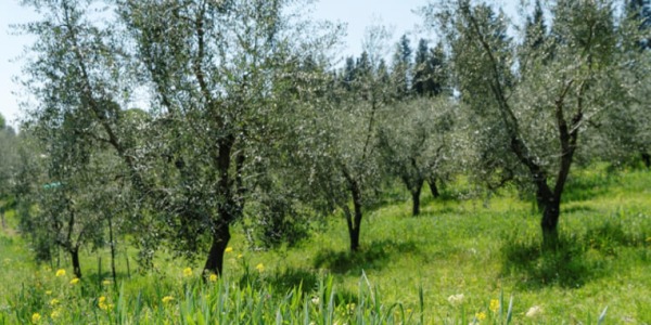 Potatura degli ulivi: Qual è il metodo migliore per potare un olivo?